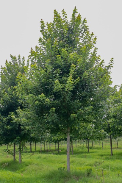 Листя клена фрімані Джефферсред в літньому відтінку.
